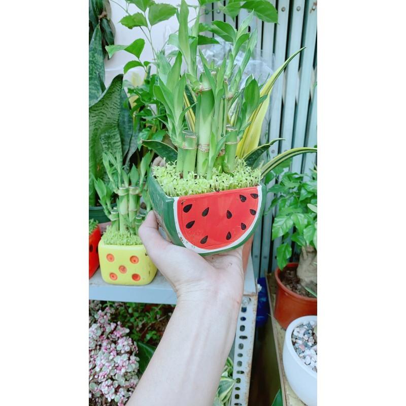 Cành Vàng Lá Ngọc Cổ Thụ