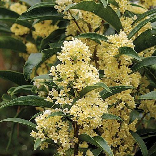 Cây Mộc Hương Ta Trưởng Thành 70cm Hoa Thơm Phức