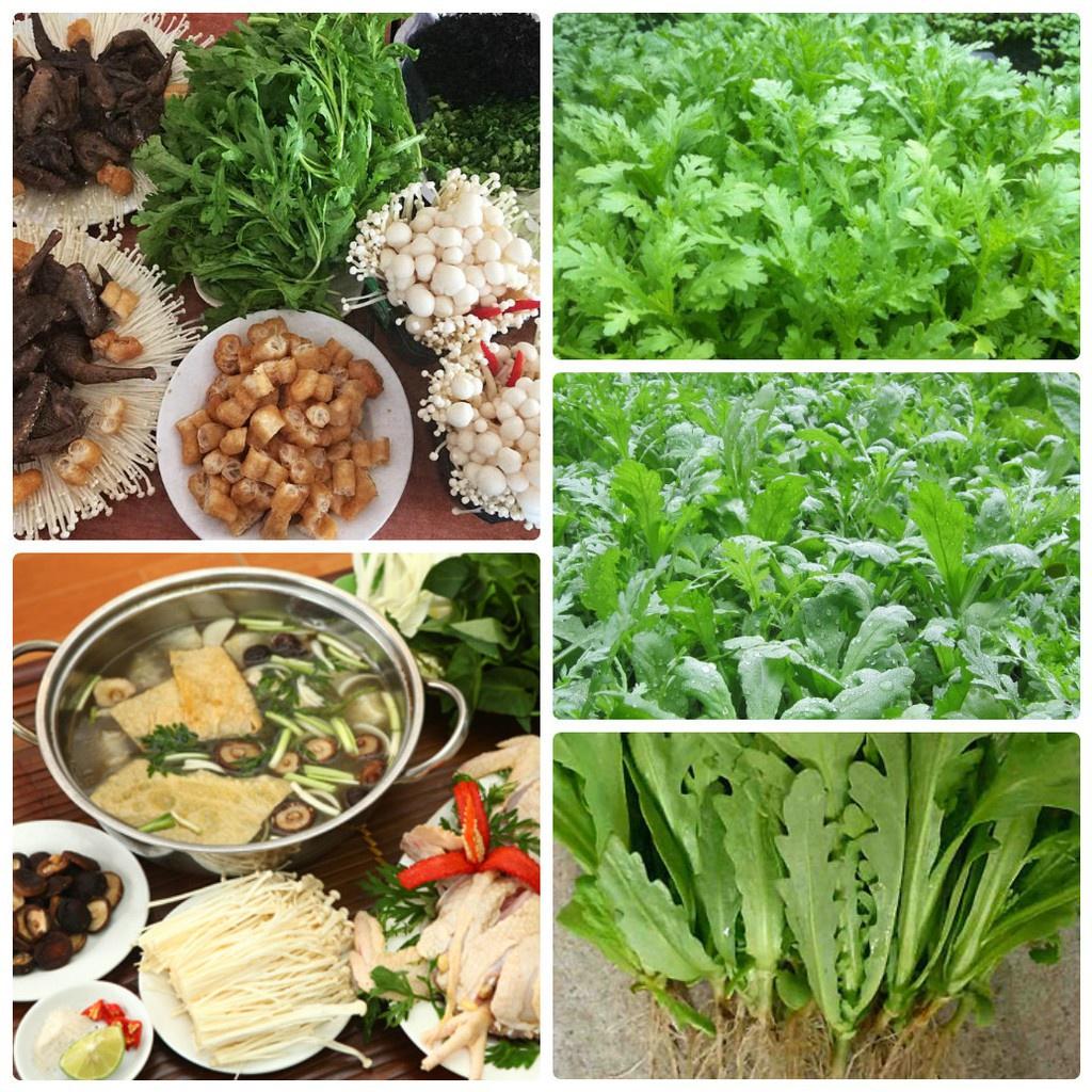 Hạt Giống Rau Cải Cúc , Cải Cúc Tẻ Chân Lùn Lá Sẻ Gói 20g 2000 Hạt - Khu Vườn Ban Công