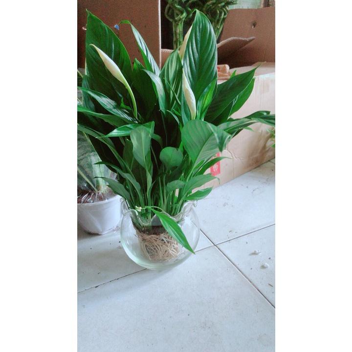 Chậu Cây Lan Ý Thủy Sinh