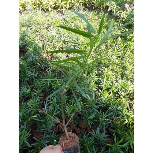 COMBO 2 CÂY TÙNG LA HÁN HÀNG GIỐNG SIÊU ĐẸP, SIÊU KHỎE - CB2BCGTLH