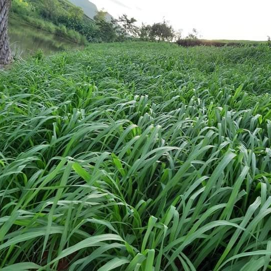 Hạt giống cỏ Mombasa ghine - cỏ sả lá lớn - cỏ chăn nuôi ( 500g)
