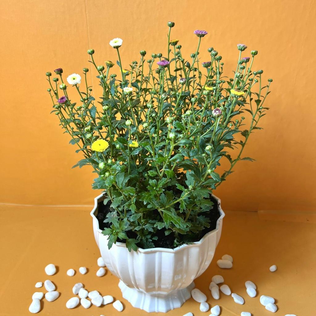 Cây hoa cúc Pha Lê Ruby siêu hoa nhiều màu sắc nở rực rỡ trồng trang trí sân vườn, ban công