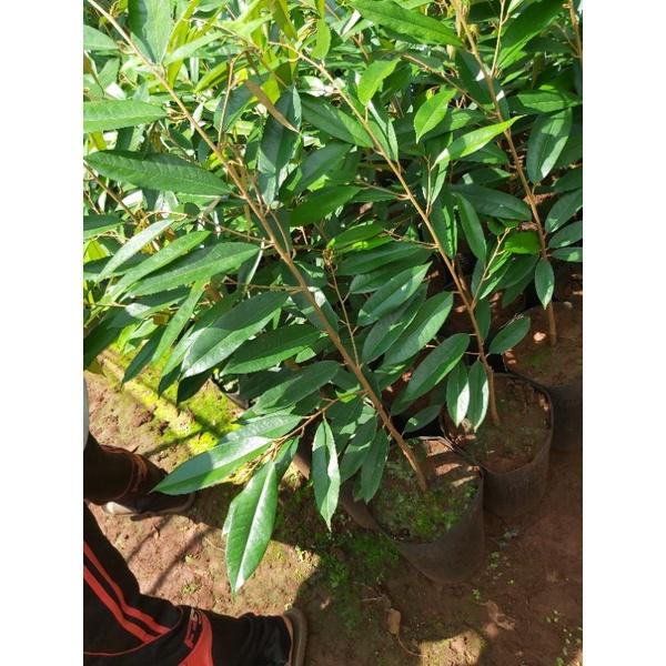 CÂY GIỐNG SẦU RIÊNG BLACK THORN
