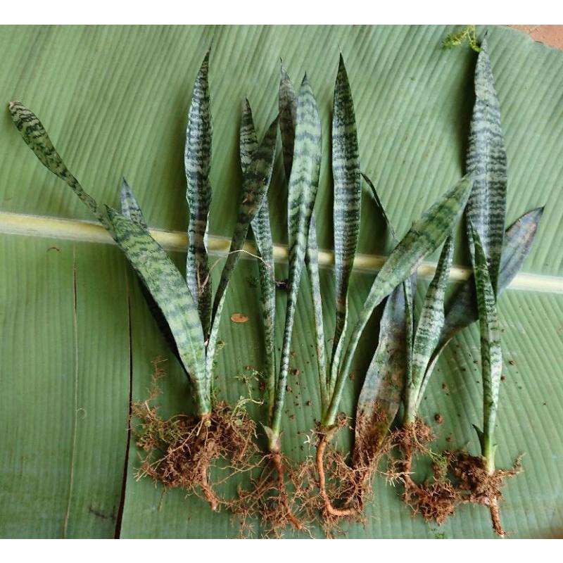 5 cây lưỡi hổ xanh cây nhỏ cây lớn