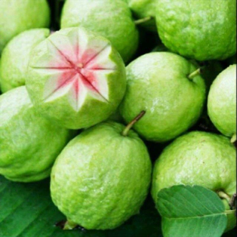 Cây Ổi Ruột Đỏ Cây Lớn Trồng Chậu