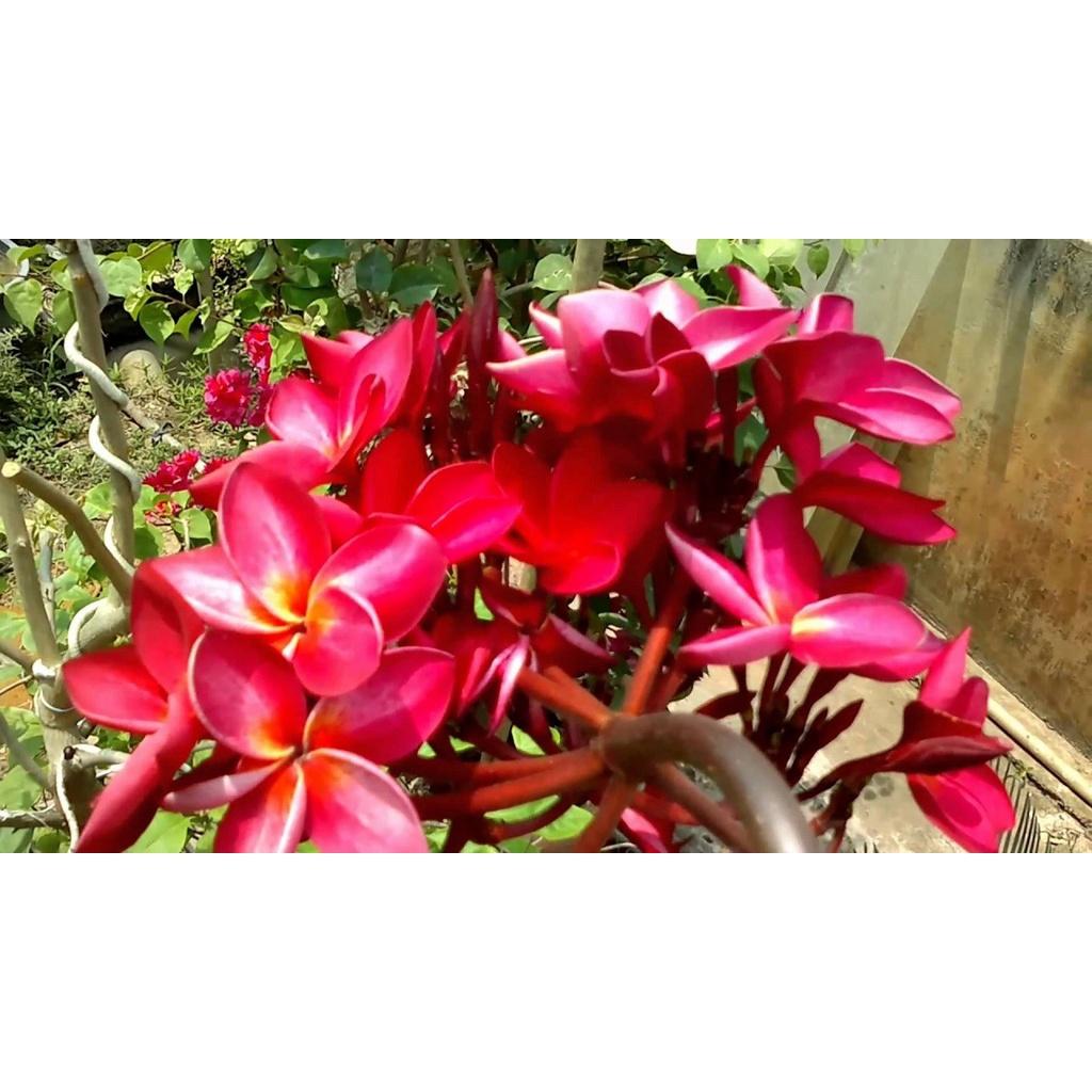 HOA ĐẠI ĐỎ - CÂY GIỐNG