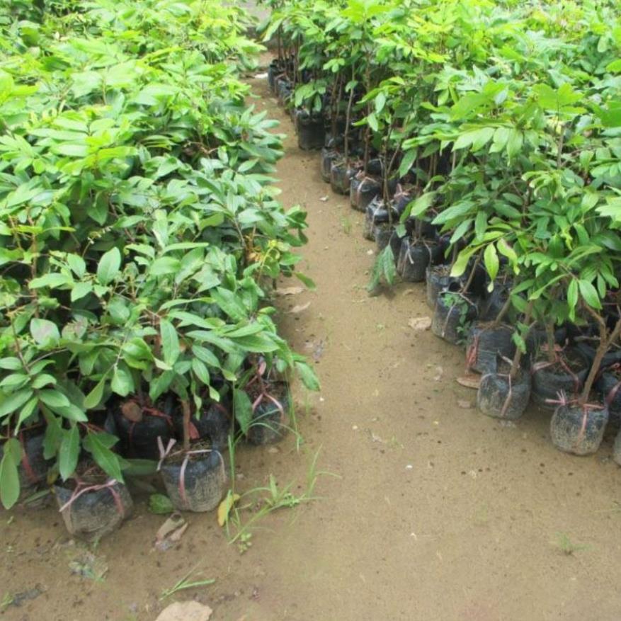 CÂY GIỐNG NHÃN LỒNG
