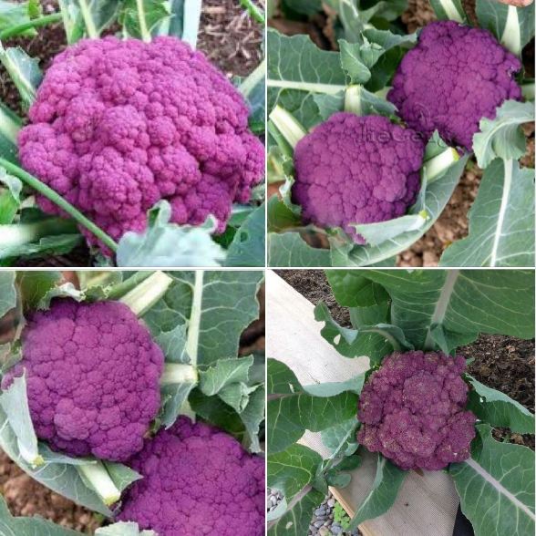 Hạt Giống Bông Cải Tím (lơ tím) PURPLE CAULIFLOWER 228 (1g)