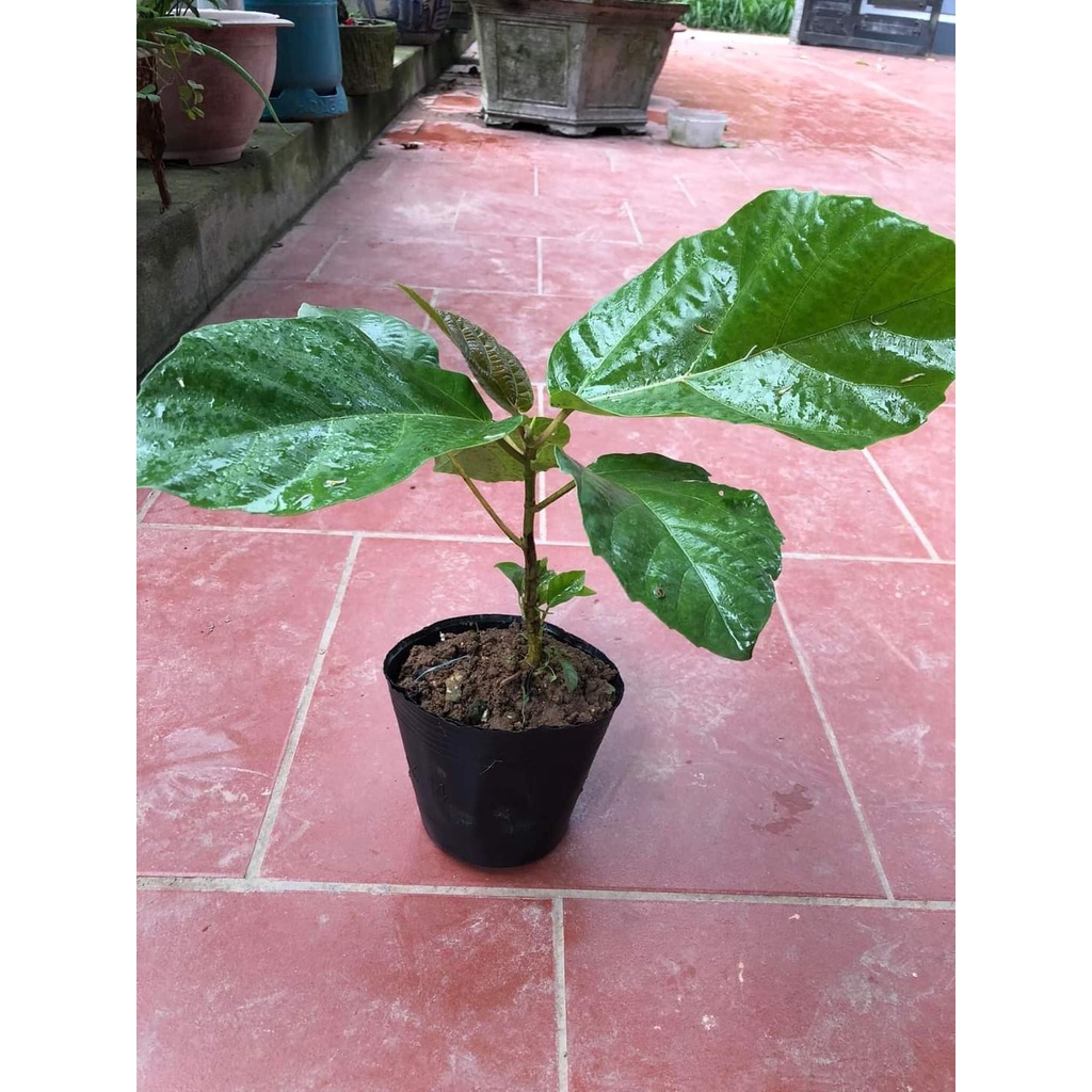 Cây Giống Vả mật xanh, ngoã mật