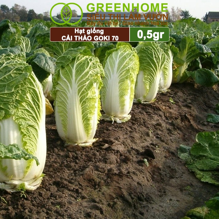 Hạt Giống Cải Thảo Goki Greenhome, Bao 0,5gr, Dễ Trồng, Nảy Mầm Cao, Năng Suất Cao T22