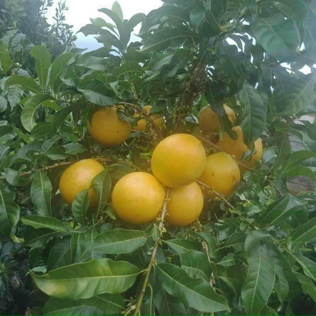Cây giống Vú Sữa Hoàng Kim - Trái To màu vàng cực kì thơm ngon