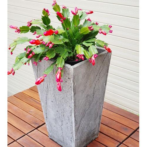 Chậu trồng cây ban công bền đẹp bằng đá tự nhiên R20xC35cm - đáy chậu rộng ~15cm