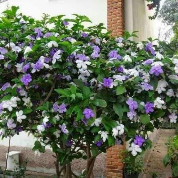 Nhài Nhật tím trắng