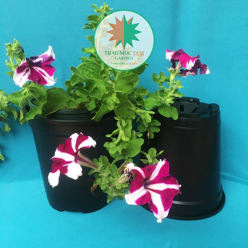 05c Chậu nhựa cứng 19x20cm – Chậu nhựa tròn cứng, dày, thích hợp trồng hoa hồng , hoa chậu, cây kiểng