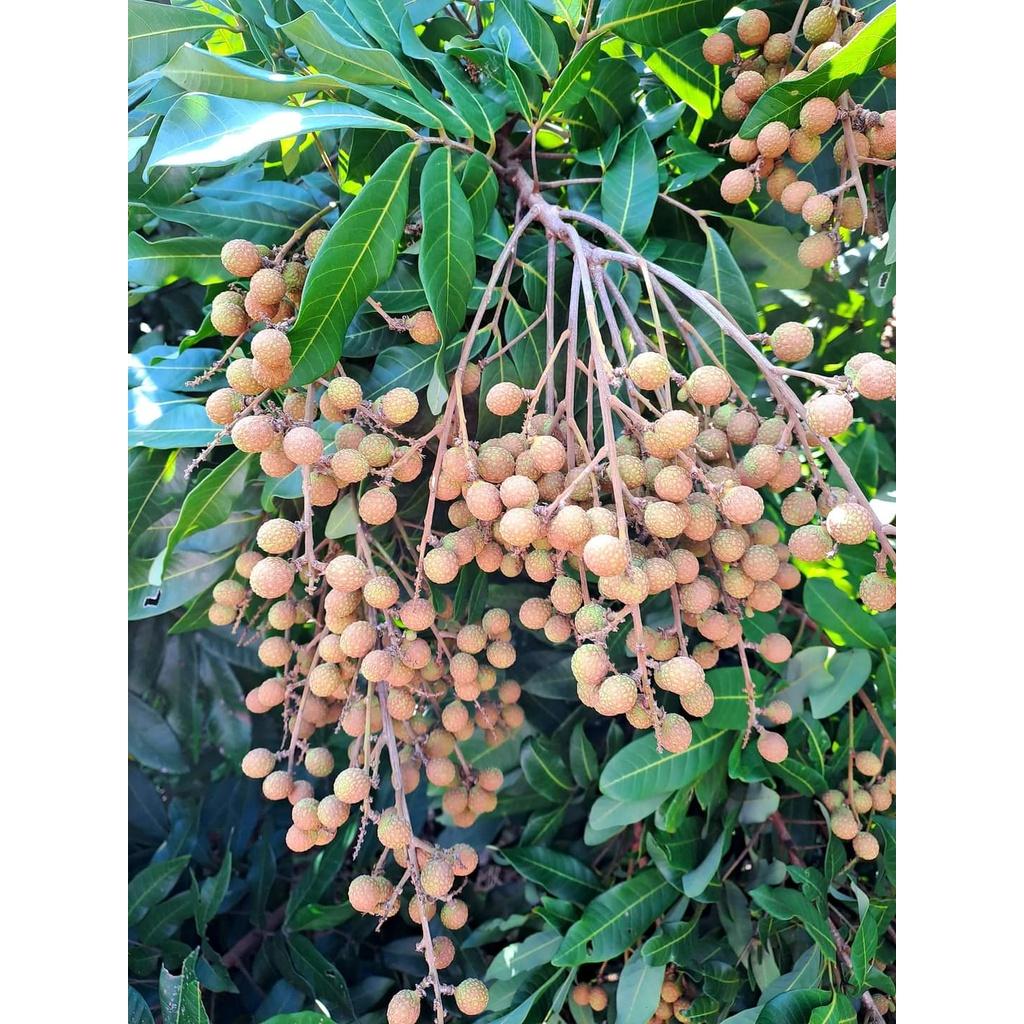 Cây giống nhãn tiêu siêu sai