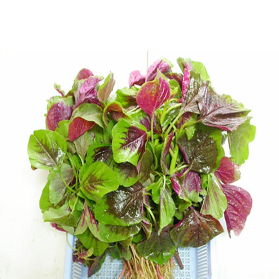 20g Hạt giống rau Dền Khoang - Thân mềm