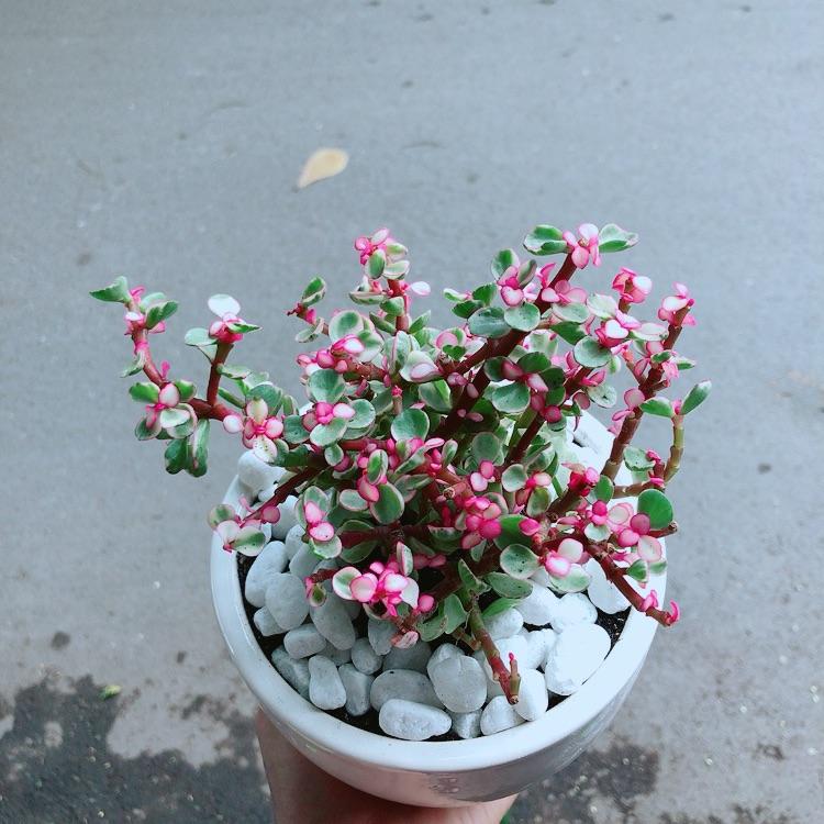 Chậu Cây Cành Vàng Lá Ngọc