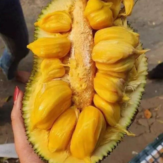 CÂY GIỐNG MÍT TỐ NỮ
