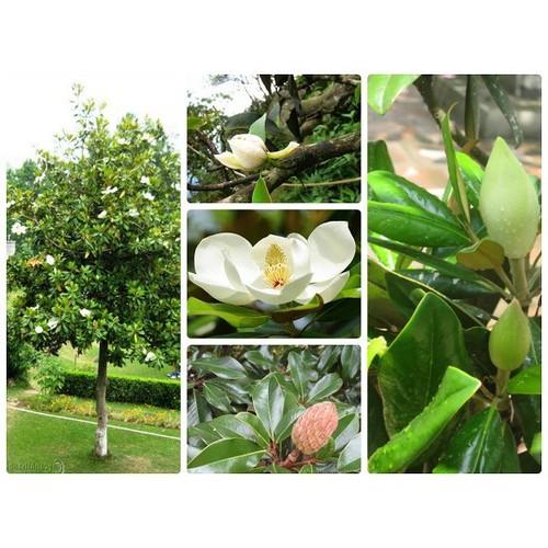HOA HẢI ĐƯỜNG TRẮNG,HOA HẢI ĐƯỜNG TRẮNG THƠM -LOÀI HOA HIẾM SIÊU ĐẸP,BẦU CÂY SIZE LỚN - CGHHDTHT