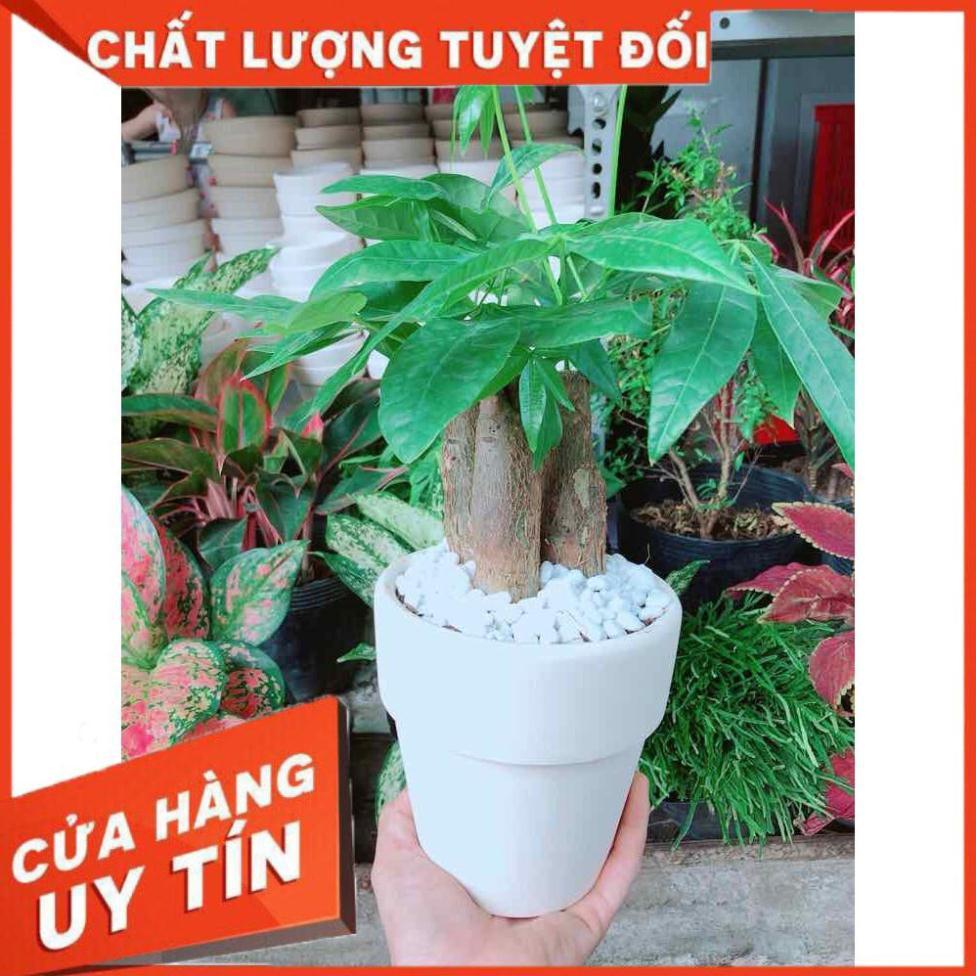 Chậu kim ngân 3 thân Nhiều Người Mua