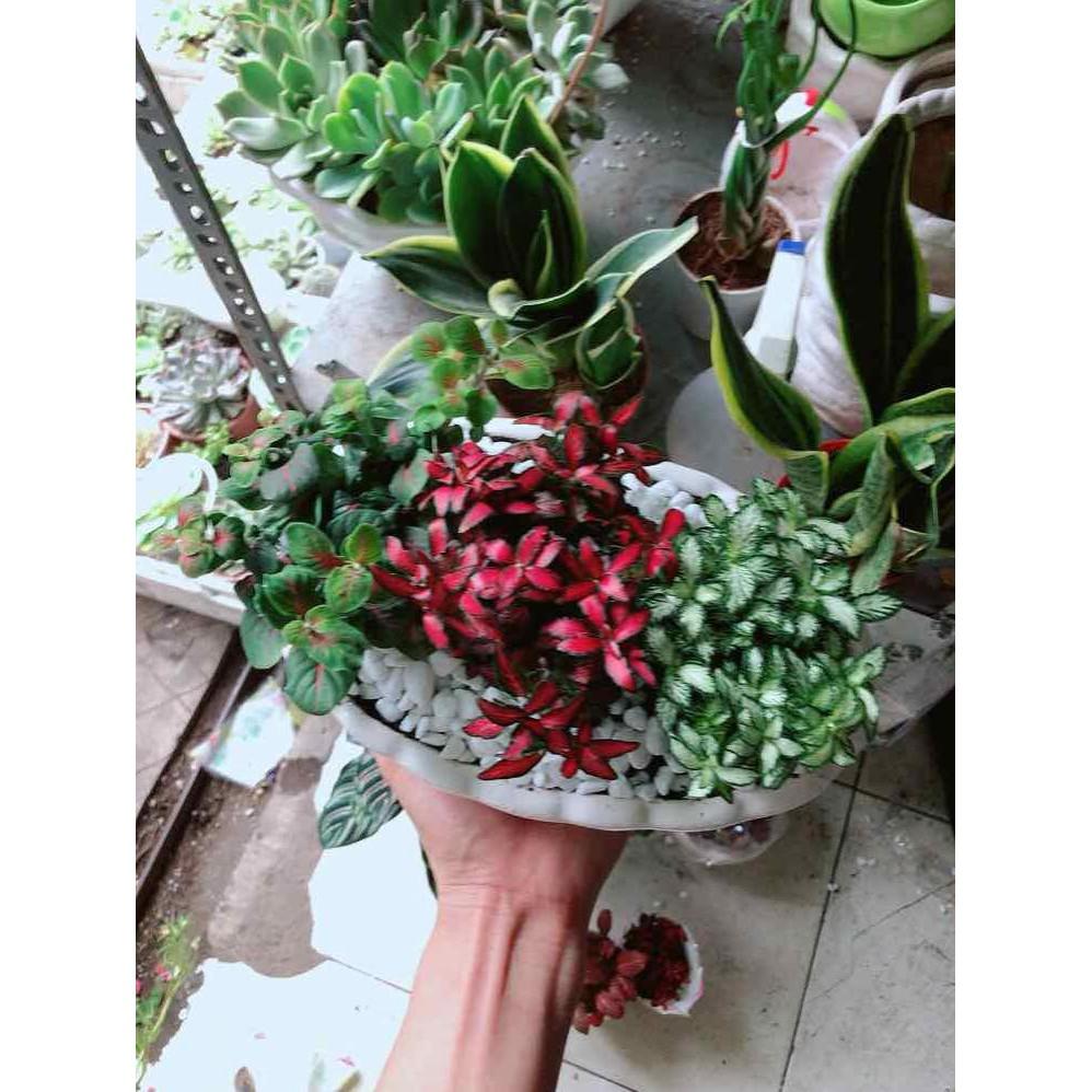 Chậu cây cẩm nhung  Bán Chạy