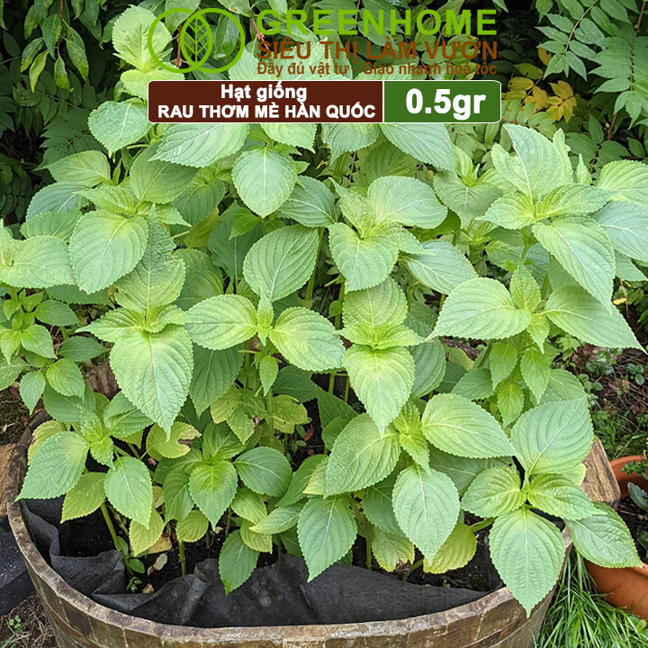 Hạt Giống Rau Thơm Mè Greenhome, Gói 0.5g, Dễ Trồng Quanh Năm, Nảy Mầm Cao, Thu Hoạch Nhanh, Năng Suất Cao R17