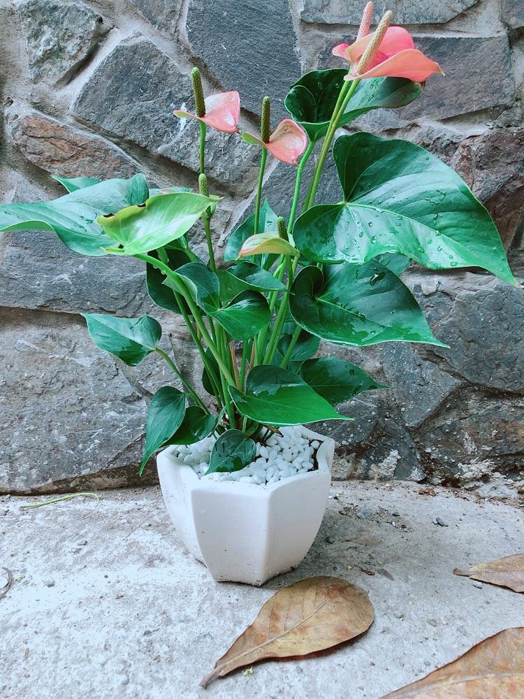 Chậu Cây Hồng Môn Hồng