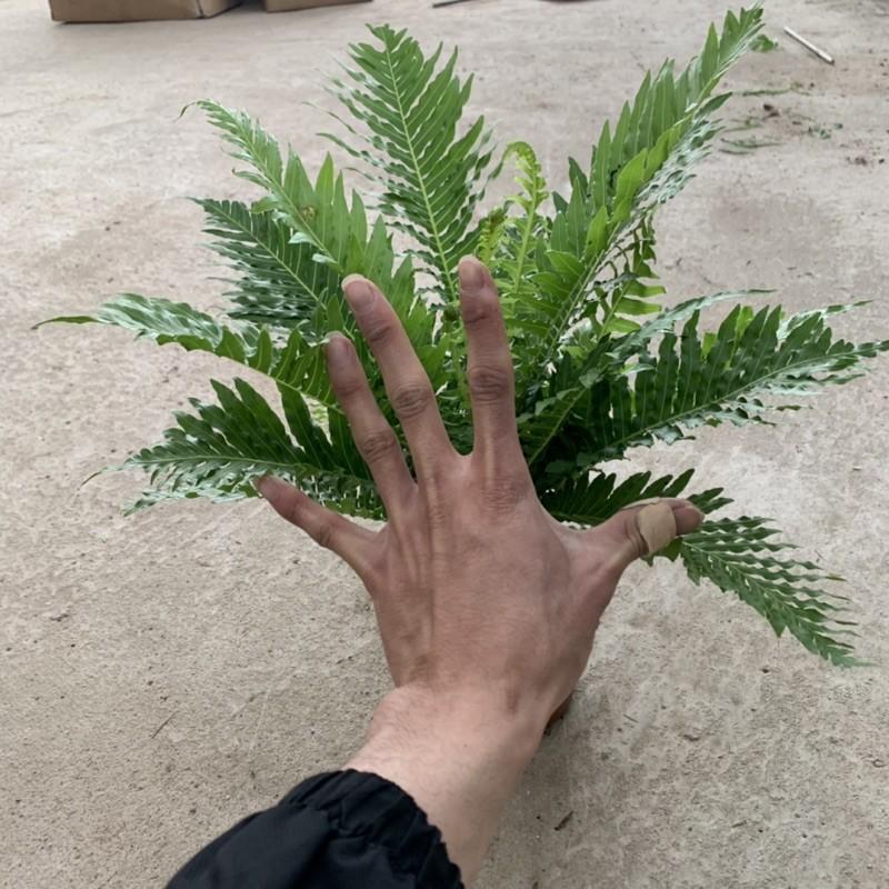 Cây dương xỉ mỹ bản lá to cao 25cm, thân bụi xum xuê lá xanh mướt, cây để bàn và trồng tiểu cảnh trang trí nội thất