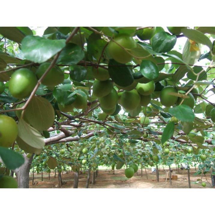 Cây Táo Đài Loan 4 Trái 1kg + Tặng 01 cây dâu da đất