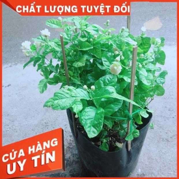 Hoa Nhài Thơm