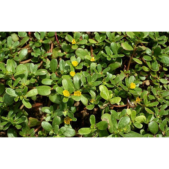 Hạt giống rau Sam