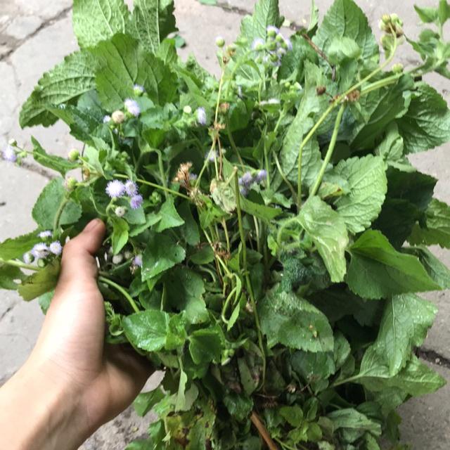 Cây cứt lợn hoa tím, cây cỏ hôi - bầu cây giống 3-5 cây