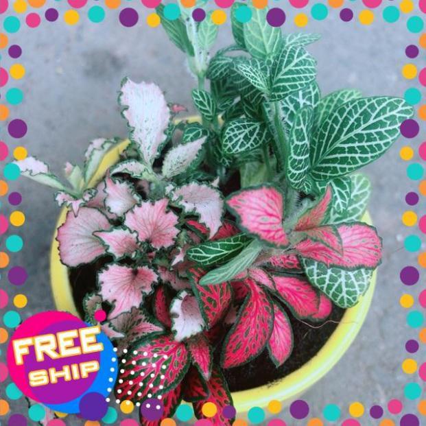 Chậu Cẩm Nhung Xanh+Đỏ+Hồng