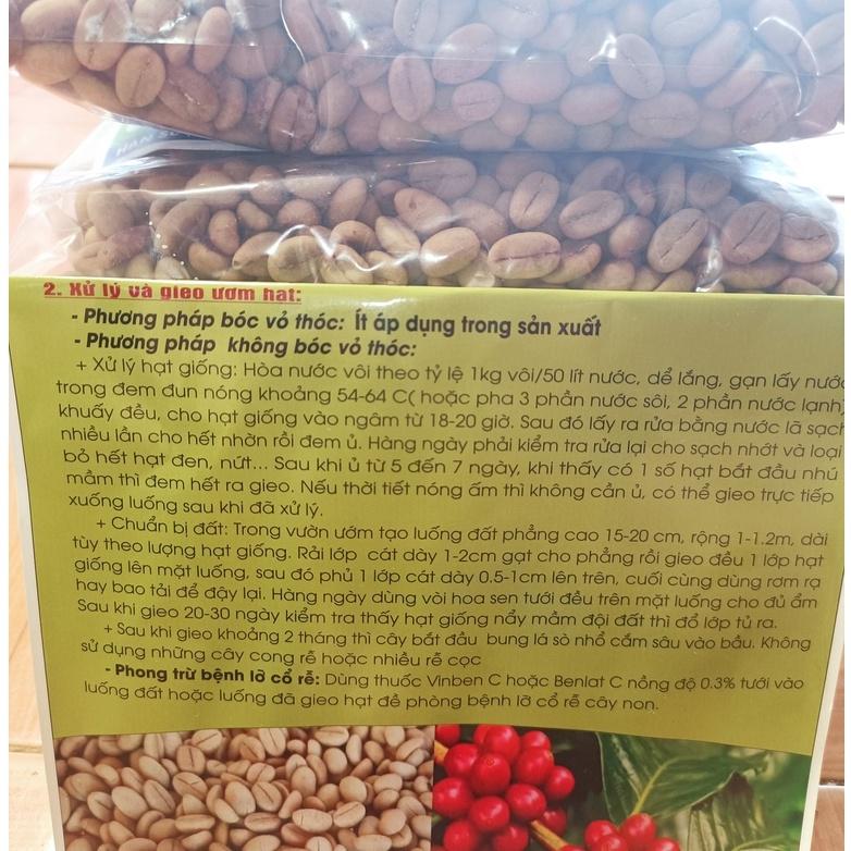 500 gram hạt giống cà phê Thiện Trường