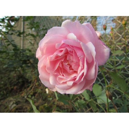 CÂY GIỐNG Hoa hồng điều CỔ– giống hoa hồng truyền thống quý hiếm của Việt Nam