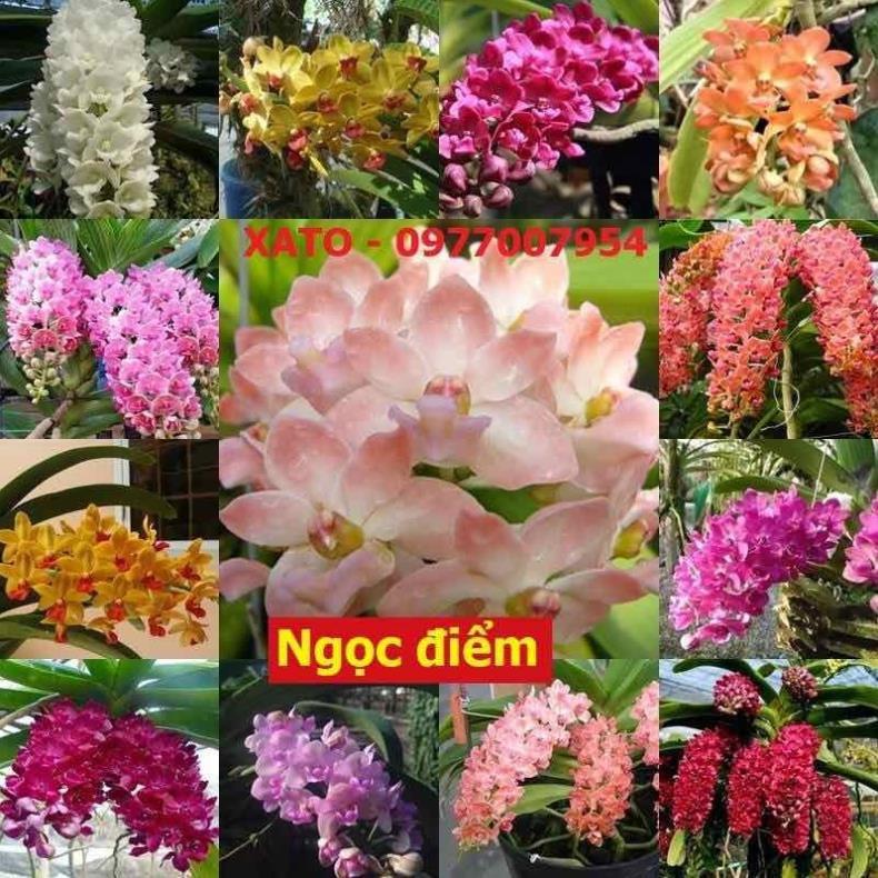 Ngọc điểm giống nhiều màu hoa bộ 10 cốc - Ngọc điểm giống