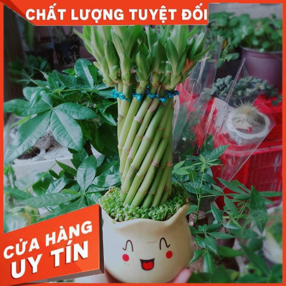 Trúc phát tài 1 Nhiều Người Mua