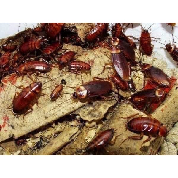 Hộp diệt gián Nhật 12 viên không gây độc hại ,diệt tất cả côn trùng tận gốc , hiệu quả an toàn cho người và vật nuôi
