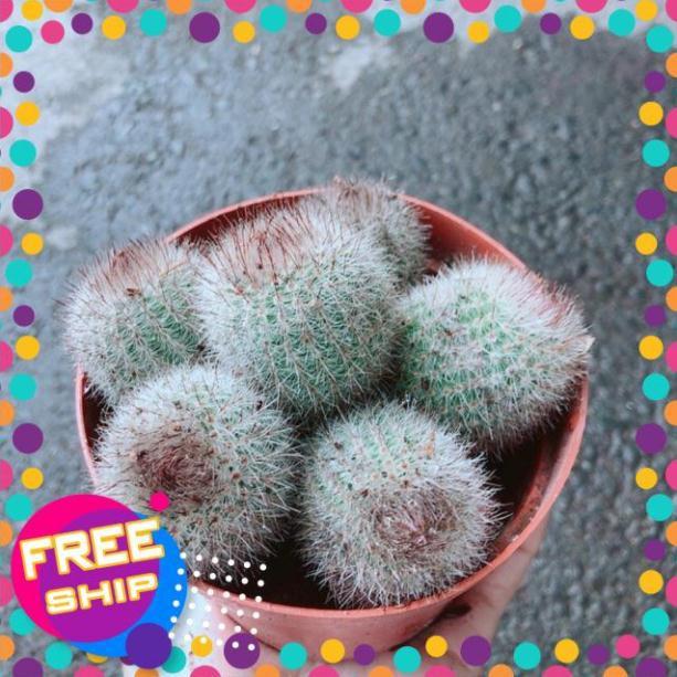 Xương Rồng Bụi
