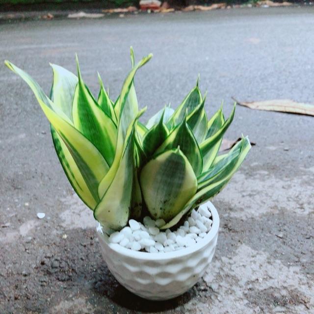 Chậu Lưỡi Hổ Thái