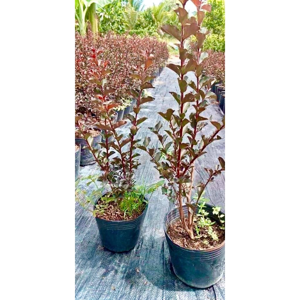 Cây tường vi đỏ huyết long cao 30-40cm .