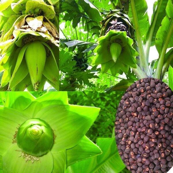 Cây giống chuối bơm cấy mô