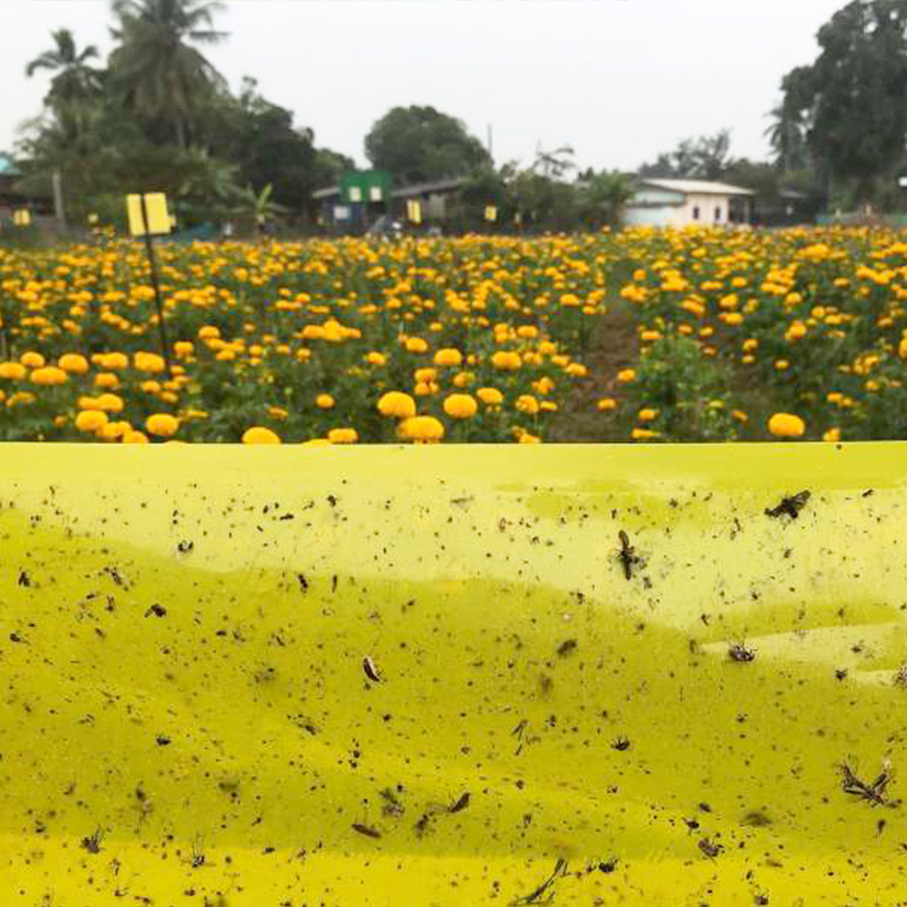 Bẫy Ruồi Bằng Keo Dính Vàng Sinh Học Israel Cuộn 10 Mét Trải Nghiệm. Hiệu Sticky Yellow Roll là Keo Dính Vàng 2 Mặt Israel (RỘNG 18CM X DÀI 10M) Nhập Khẩu Israel Sử DụngTrong Ngành Nông Nghiệp Sạch dùng Bẫy Ruồi Giấm, Ruồi Vàng, Ruồi Cái và cả các loại cô