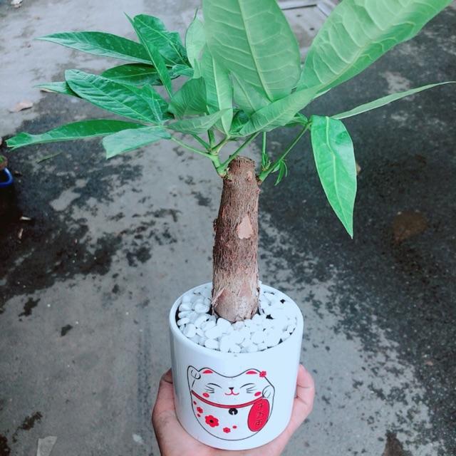 Chậu Kim Ngân 1 Thân