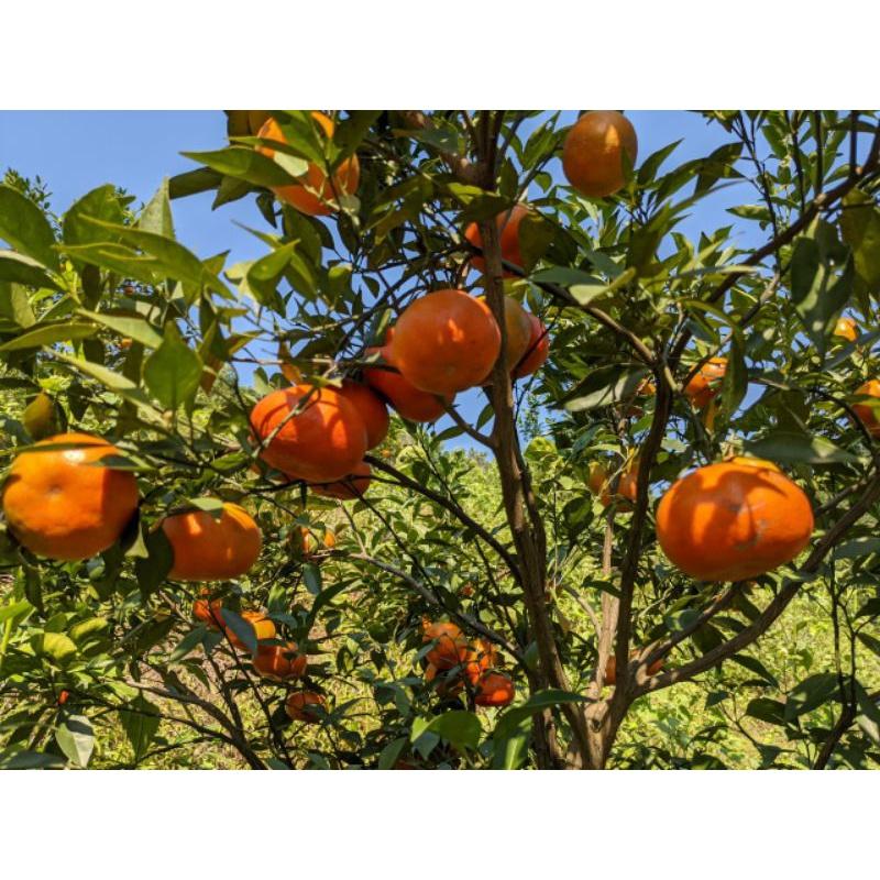 Chế phẩm Phos 450 - agri-fos. Trị các bệnh do nấm, vi khuẩn và phục hồi hệ rễ cây