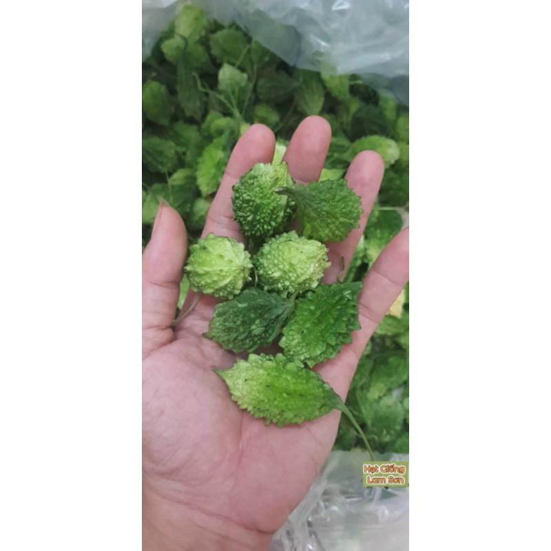 HẠT GIỐNG KHỔ QUA RỪNG F1 - Loại Quả Thanh Nhiệt, Dễ Trồng.