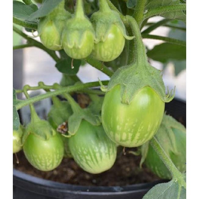 Hạt giống Cà Trứng Rồng Mã Lai/gói 0.3gram-tặng kèm gói phân bón lót