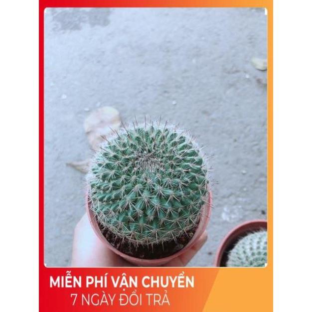 Xương Rồng Bánh Sinh Nhật