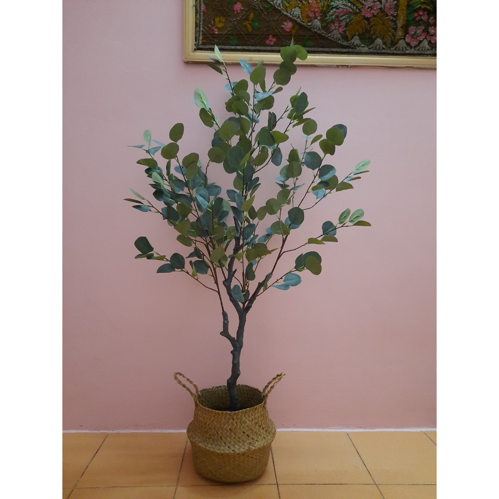 Cây Bạch đàn cao 1m3